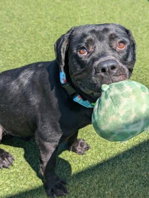 Beethoven, Labrador Retriever, young, available for adoption
