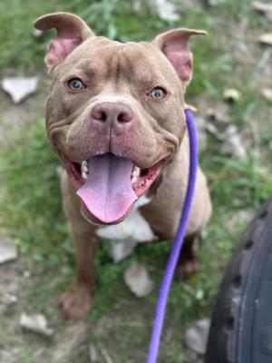 A brown pitbull with a purple leash, smiling and looking up at the camera.