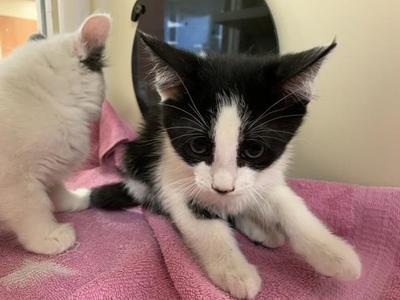 A1940687, kitten, available for adoption