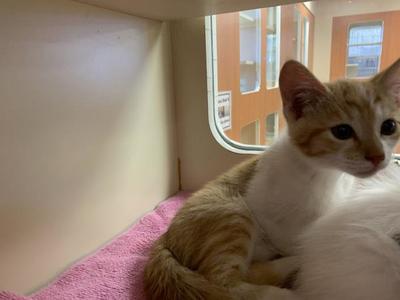 A1940690, kitten, available for adoption