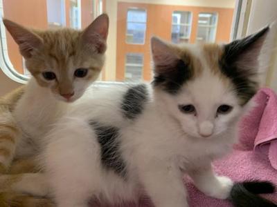 Two kittens sitting on a pink blanket near a window