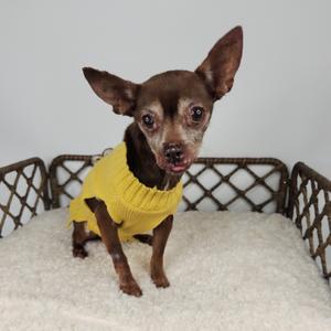 A small brown dog wearing a yellow sweater, sitting on a white cushioned surface with a brown wicker frame in the background.