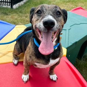 Fletcher, Terrier, senior, available for adoption