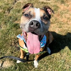Frannie, Boxer, senior, available for adoption