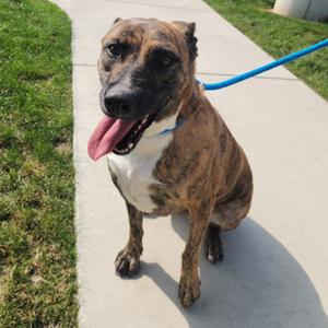 Daisy Bell, Shepherd, adult, available for adoption