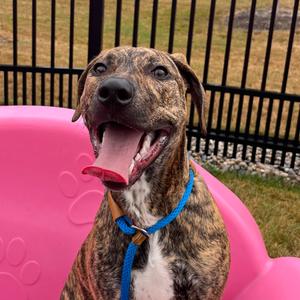 Sadie, Terrier, Pit Bull, young, available for adoption