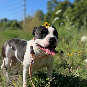 Leilani, Terrier, Pit Bull, adult, available for adoption
