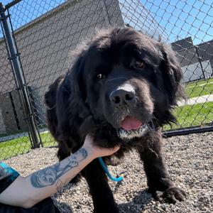 Mr. E, Newfoundland, adult, available for adoption