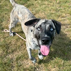 Chico, Mountain Cur, adult, available for adoption