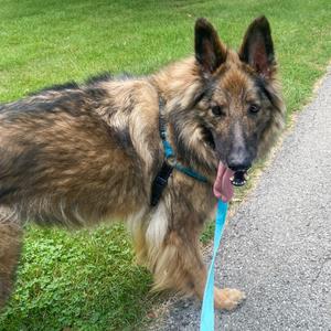 Frieda, Shepherd, German, senior, available for adoption