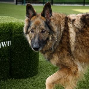 Frieda, Shepherd, Belgian Tervuren, senior, available for adoption