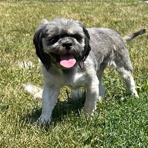 Mercy, Lhasa Apso, adult, available for adoption