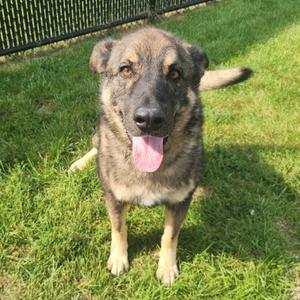 Ruger, Shepherd, German, adult, available for adoption
