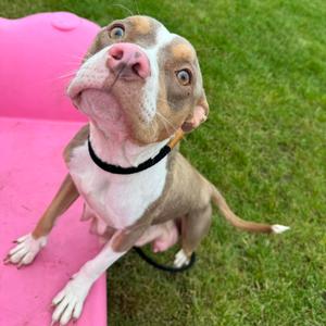 Riley, Terrier, Pit Bull, adult, available for adoption