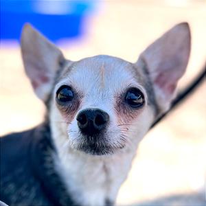 Annie, Chihuahua, Short Coat, senior, available for adoption