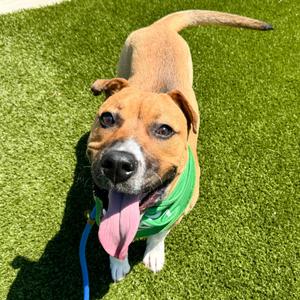 Louie, Boxer, young, available for adoption