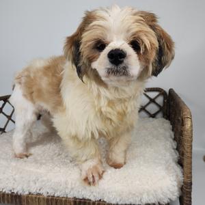 A small, fluffy dog with long, light brown and white fur standing on a white, fluffy surface inside a wicker basket.