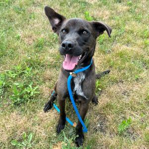 A black dog with a blue collar and leash is sitting on grass, looking up with its tongue out.