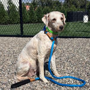 Susan, Poodle, Miniature, adult, available for adoption