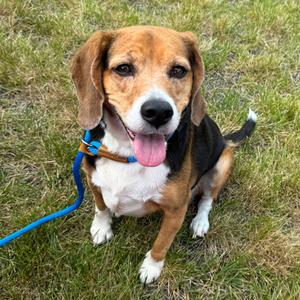 Lucy, Beagle, senior, available for adoption