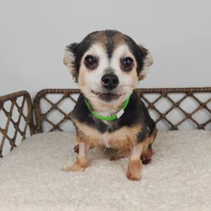 A small dog with a black and tan coat, wearing a green collar, sitting on a white blanket in a wicker basket.
