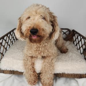 A fluffy, light brown dog sitting in a wicker basket with a white cushion.