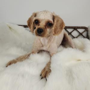 A small dog with a shaved coat lying on a white fluffy blanket.