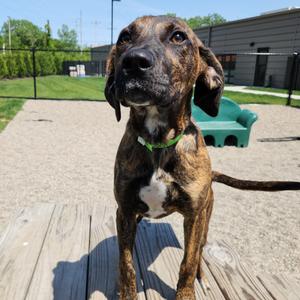 Daisy, Retriever, Black Labrador, young, available for adoption