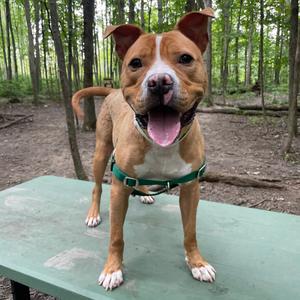 Milo, Terrier, Pit Bull, adult, available for adoption