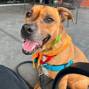 Puma, Boxer, senior, available for adoption