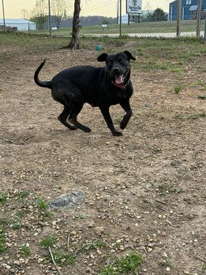 A black dog with its tongue hanging out runs in a dirt enclosure.