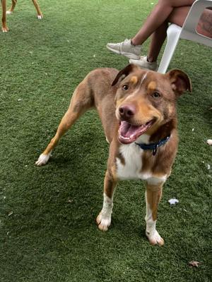 A brown and white dog with its mouth open and tongue out, standing on artificial grass. A person's legs are visible in the background.