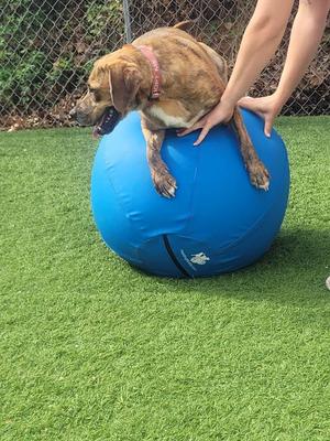 Marco, Hound, young, available for adoption