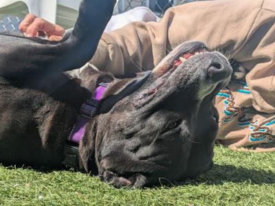 Katniss, Pit Bull Terrier, adult, available for adoption