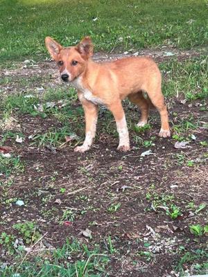 a brown puppy standing on grass