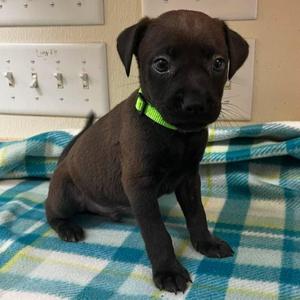 Ares, Terrier, puppy, available for adoption