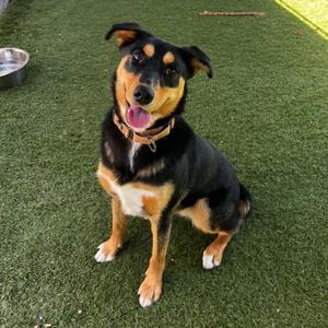 A black and tan dog with its tongue out is sitting on a patch of artificial turf, looking at the camera.
