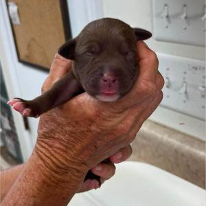 Artemis, Terrier, puppy, available for adoption