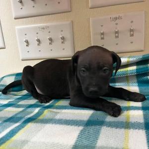 Apollo, Terrier, puppy, available for adoption