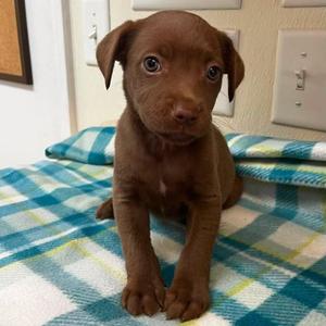 Aphrodite, Terrier, puppy, available for adoption