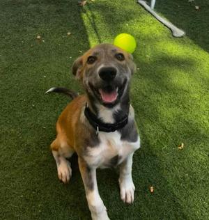 Taryn, Labrador Retriever / Shepherd, puppy, available for adoption