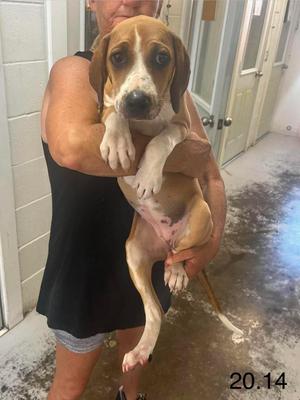 Azalea, Hound, puppy, available for adoption