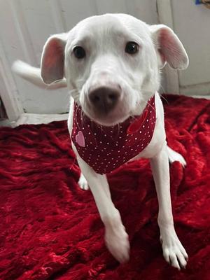 Charmander, Australian Cattle Dog / Blue Heeler, young, available for adoption