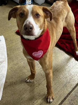 Pikachu, Australian Cattle Dog / Blue Heeler, young, available for adoption