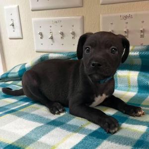 Hades, Terrier, puppy, available for adoption