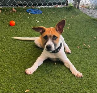 Taylin, Labrador Retriever / Shepherd, puppy, available for adoption