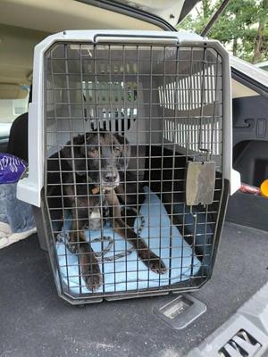 A black dog sitting inside a metal cage in the back of a car.