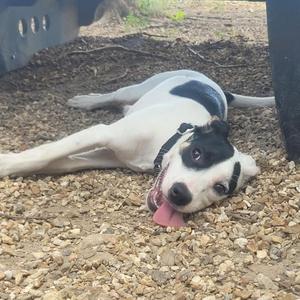 A black and white dog lying on a gravel surface with its tongue out.