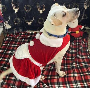 Trinette, Boxer, adult, available for adoption