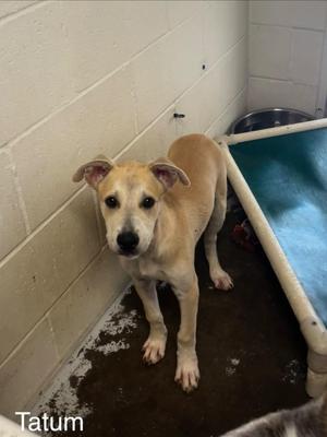 Tatum, Labrador Retriever / Shepherd, puppy, available for adoption